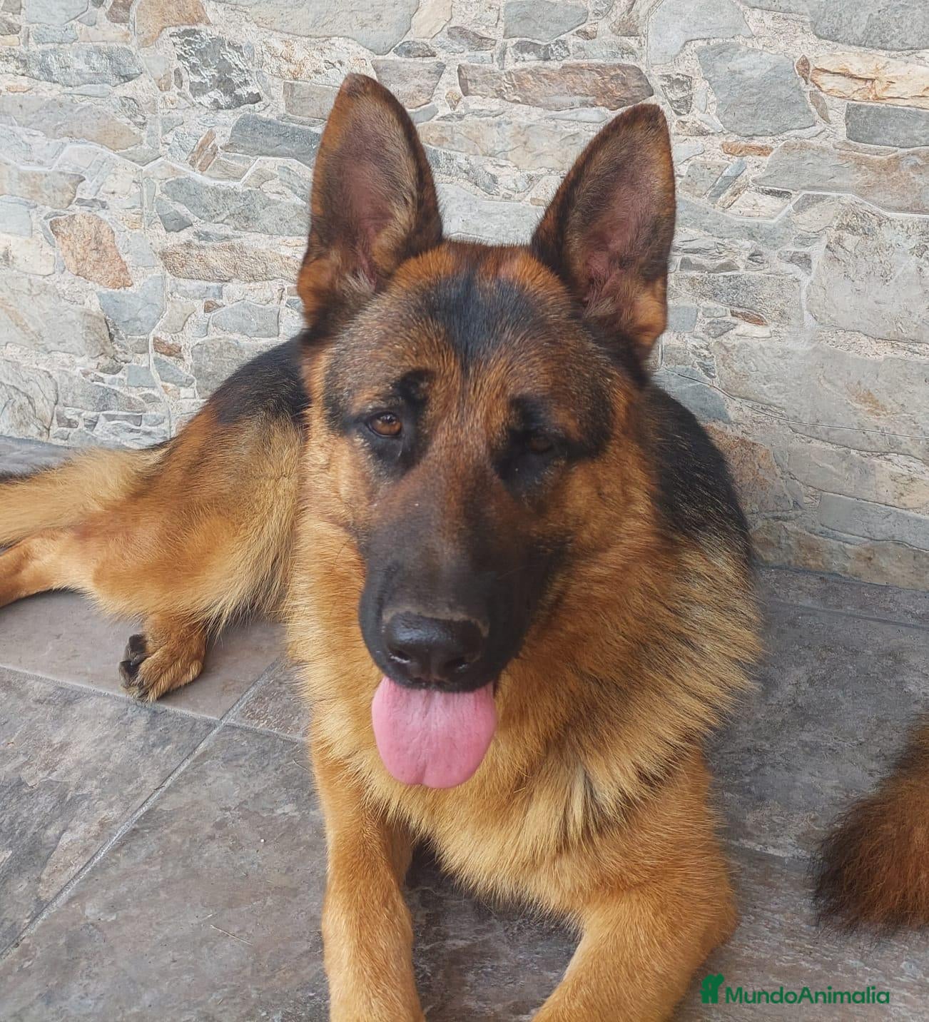 Pastor Alemán perros Cachorros de pastor alemán  - Anuncio 2