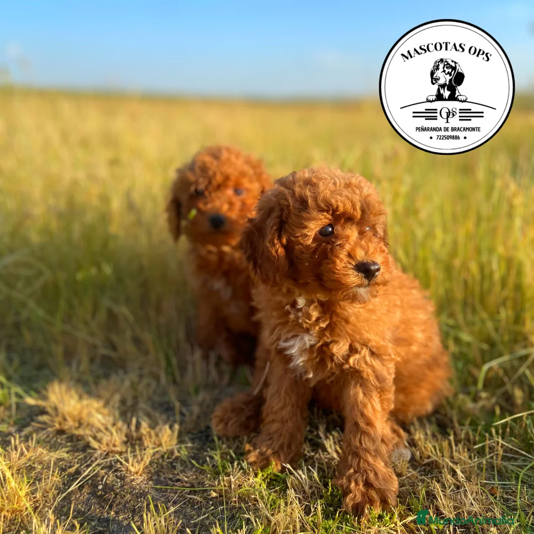 Caniche Toy perros en venta: Caniches toy y enanos - Anuncio 1