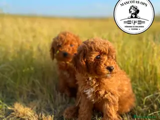 Caniche Toy perros en venta: Caniches toy y enanos - Anuncio 1