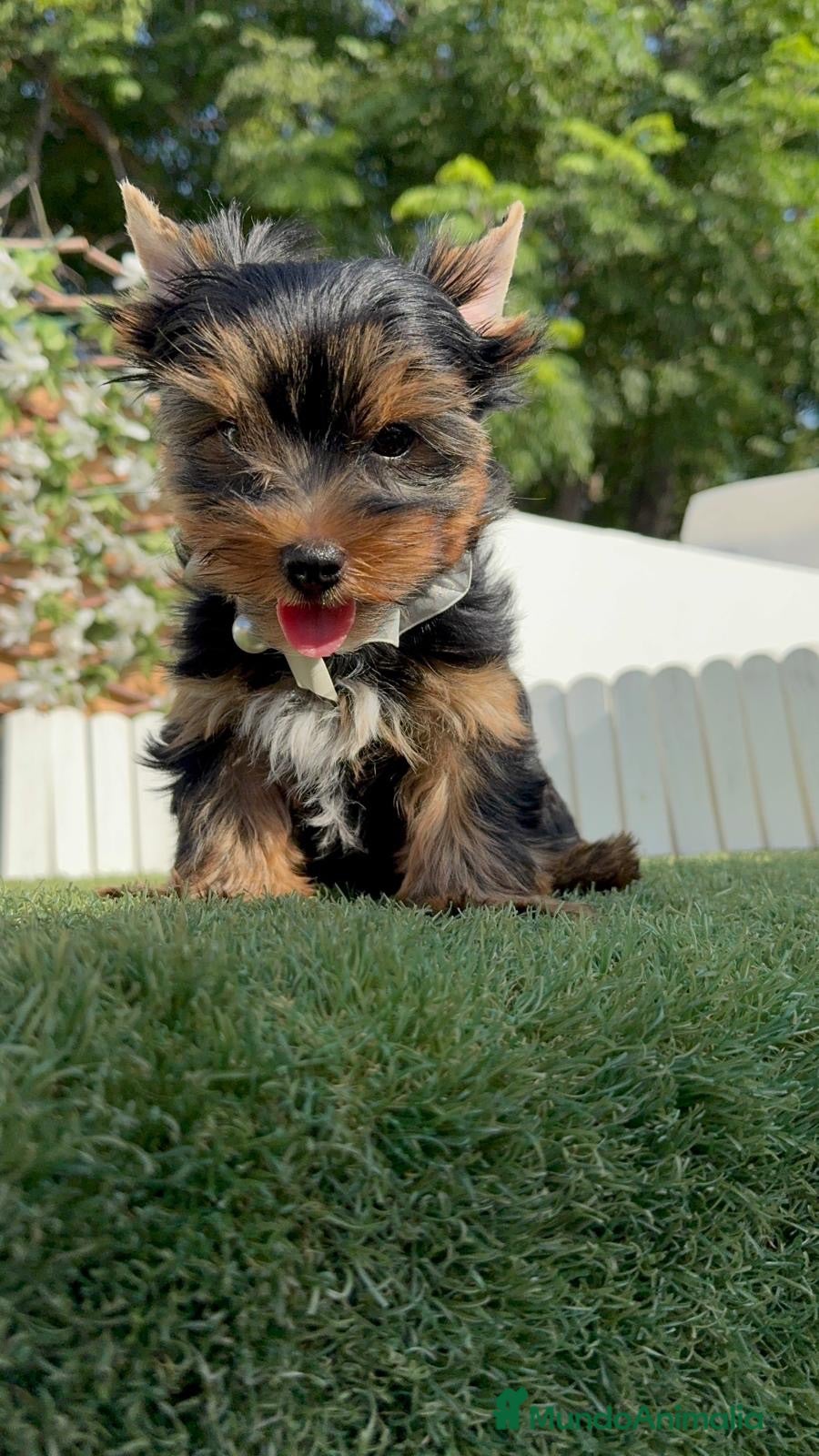 Yorkshire Terrier perros YORKSHIRE TERRIER - Anuncio 2