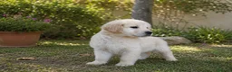 Golden Retriever perros en venta: cachorro disponible  - Anuncio 1