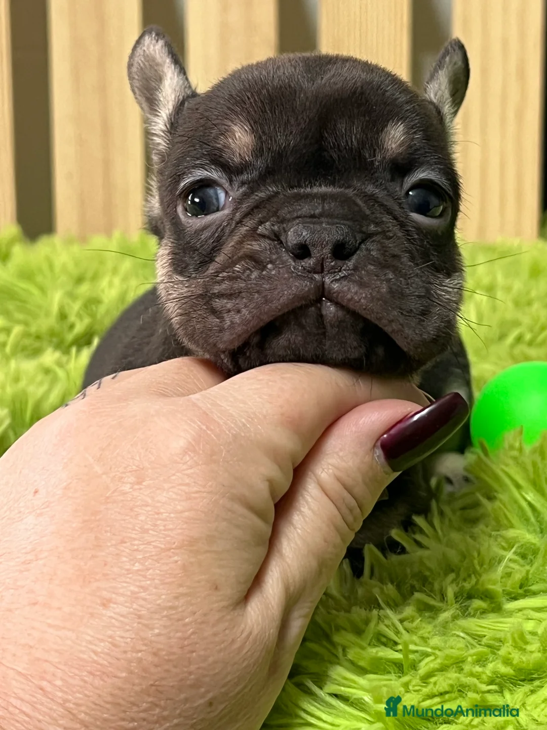 Bulldog Francés perros en venta: Bulldog francés exotic - Anuncio 3