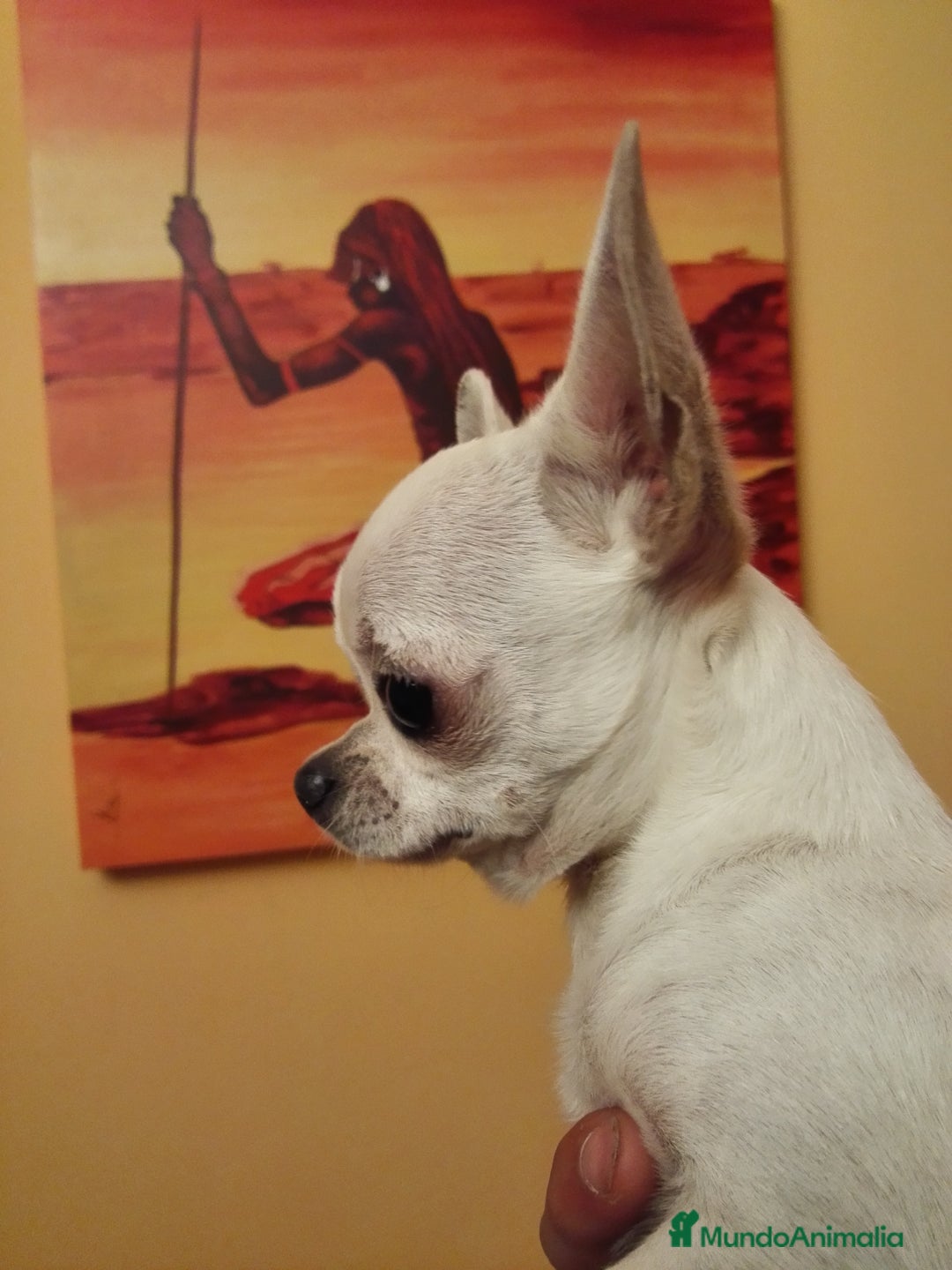 Chihuahua perros en venta: Chihuahuas cabecita de manzana 🍏 - Anuncio 10