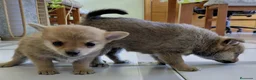 Chihuahua perros en venta: Chihuahua - Anuncio 2