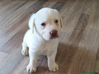 Labrador Retriever perros Labrador retriever dorado macho - Anuncio 3