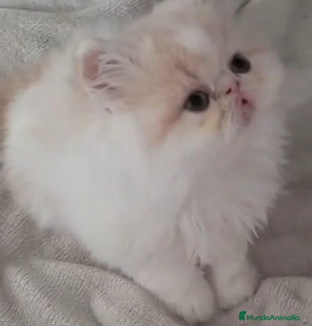 Persa gatos en venta: BEBÉS GATITOS PERSAS & HIMALAYOS ✨  en Barcelona - Anuncio 2