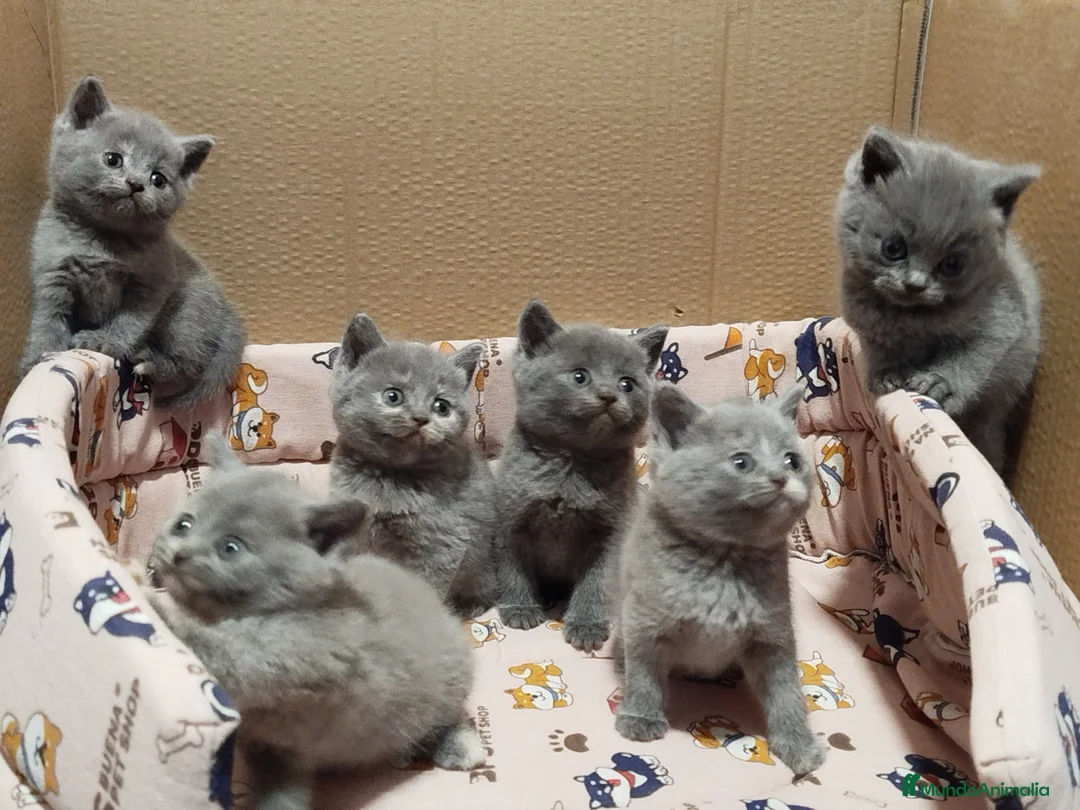 Británico de Pelo Corto gatos en venta: British Shorthair  - Anuncio 1