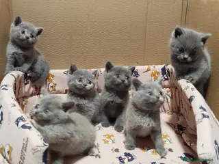 Británico de Pelo Corto gatos British Shorthair - Anuncio 5