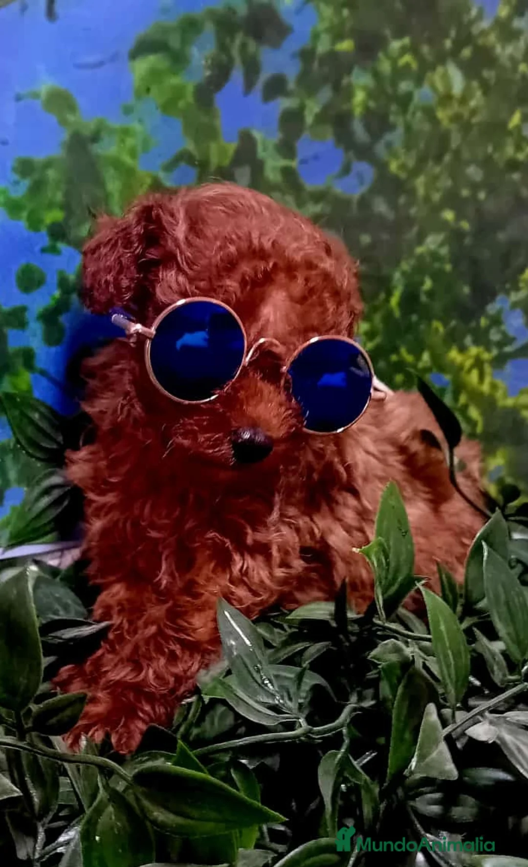 Caniche Enano perros en venta: Caniche rojo enano - Anuncio 1