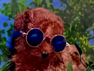 Caniche Enano perros Caniche rojo enano - Anuncio 1