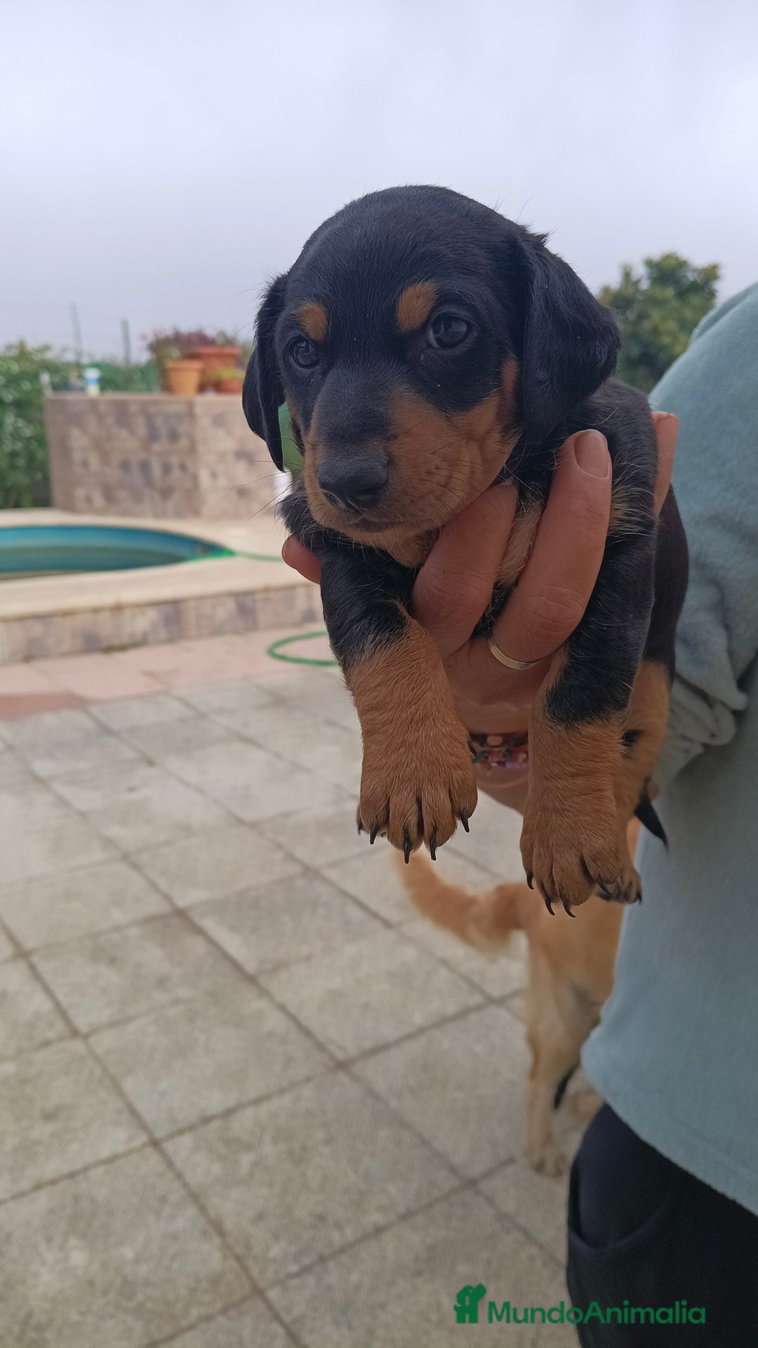 Teckel Miniatura perros en venta: Macho de teke kaninchen  - Anuncio 2