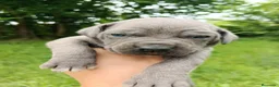 Cane Corso perros en venta: Cane Corso  - Anuncio 5
