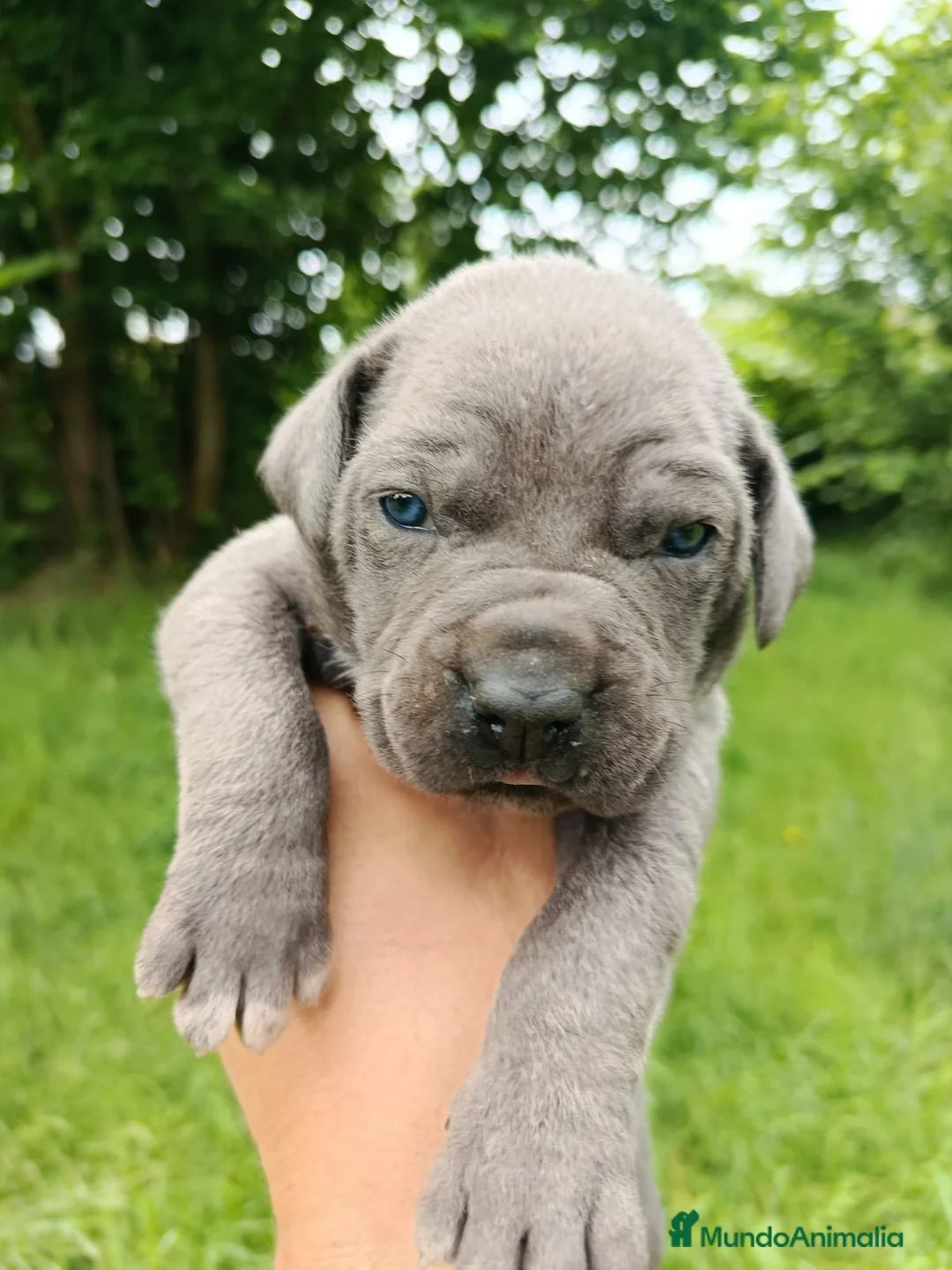 Cane Corso perros en venta: Cane Corso  - Anuncio 5