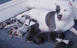American Pit Bull Terrier perros en venta: American pitbull terrier de mucha calidad  - Imagen 5