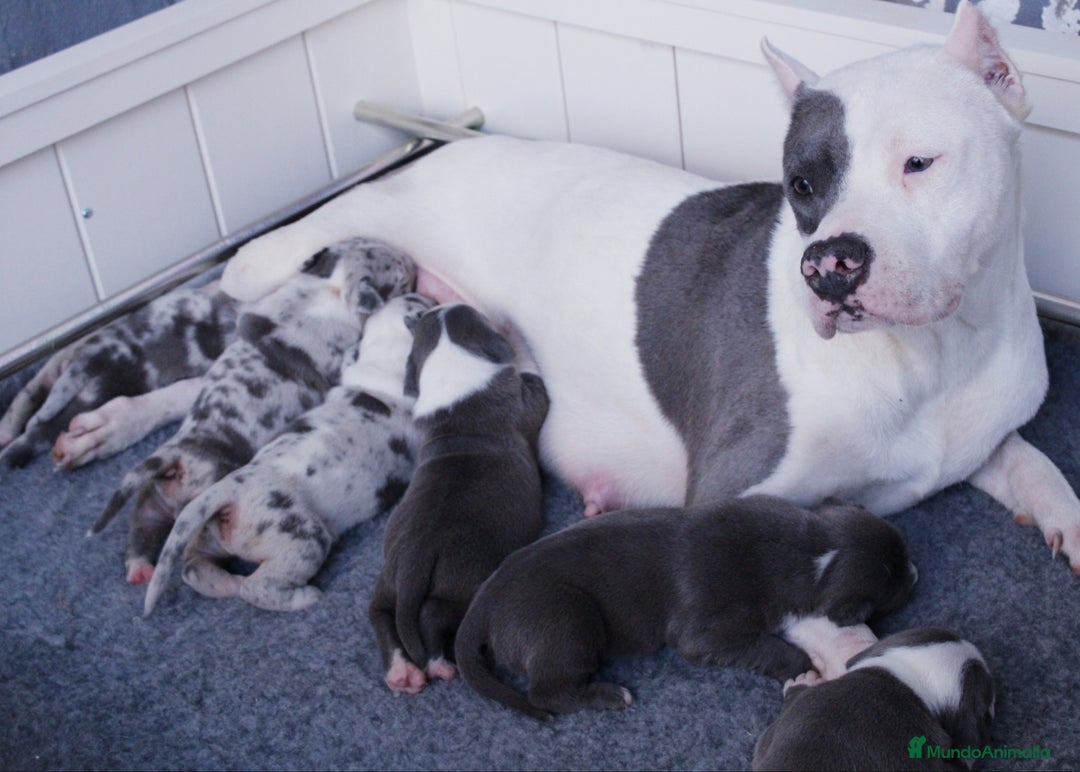 American Pit Bull Terrier perros en venta: American pitbull terrier de mucha calidad  - Imagen 5
