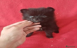 Pomerania perros en venta: Pomerania Standar  - Imagen 1