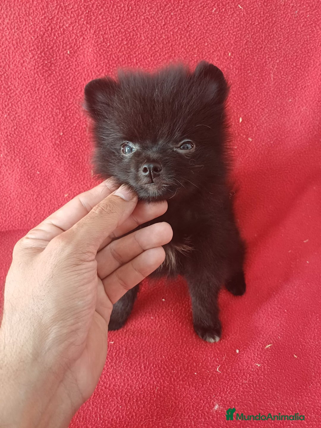 Pomerania perros en venta: Pomerania Standar  - Imagen 1