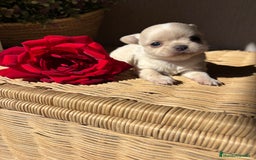 Chihuahua perros en venta: Chihuahuas cabeza manzana toy !! - Imagen 2