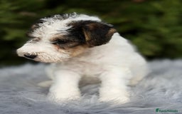 Fox Terrier de Pelo Duro perros en venta: Fox terrier - Anuncio 2