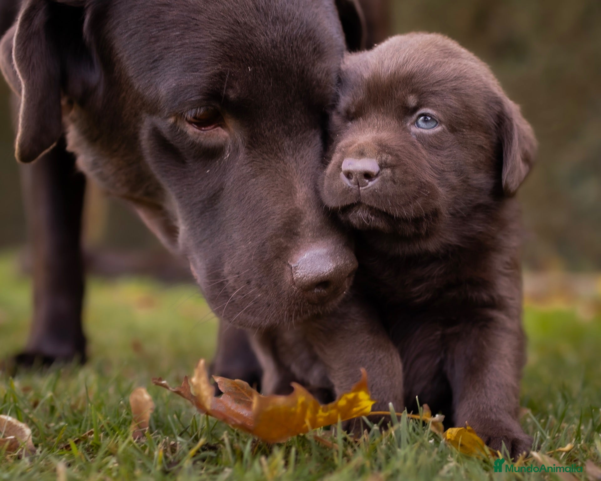 Labrador Retriever perros Camada labrador retriever chocolate  - Anuncio 1