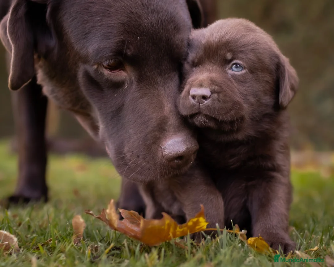 Labrador Retriever perros en venta: Camada labrador retriever chocolate  - Anuncio 1