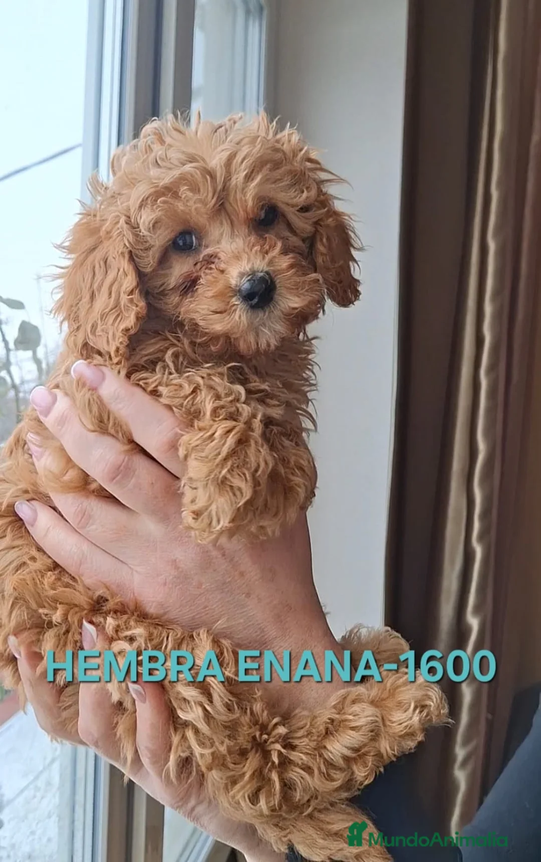 Caniche Toy perros en venta: Cachorros caniche toy - Anuncio 12