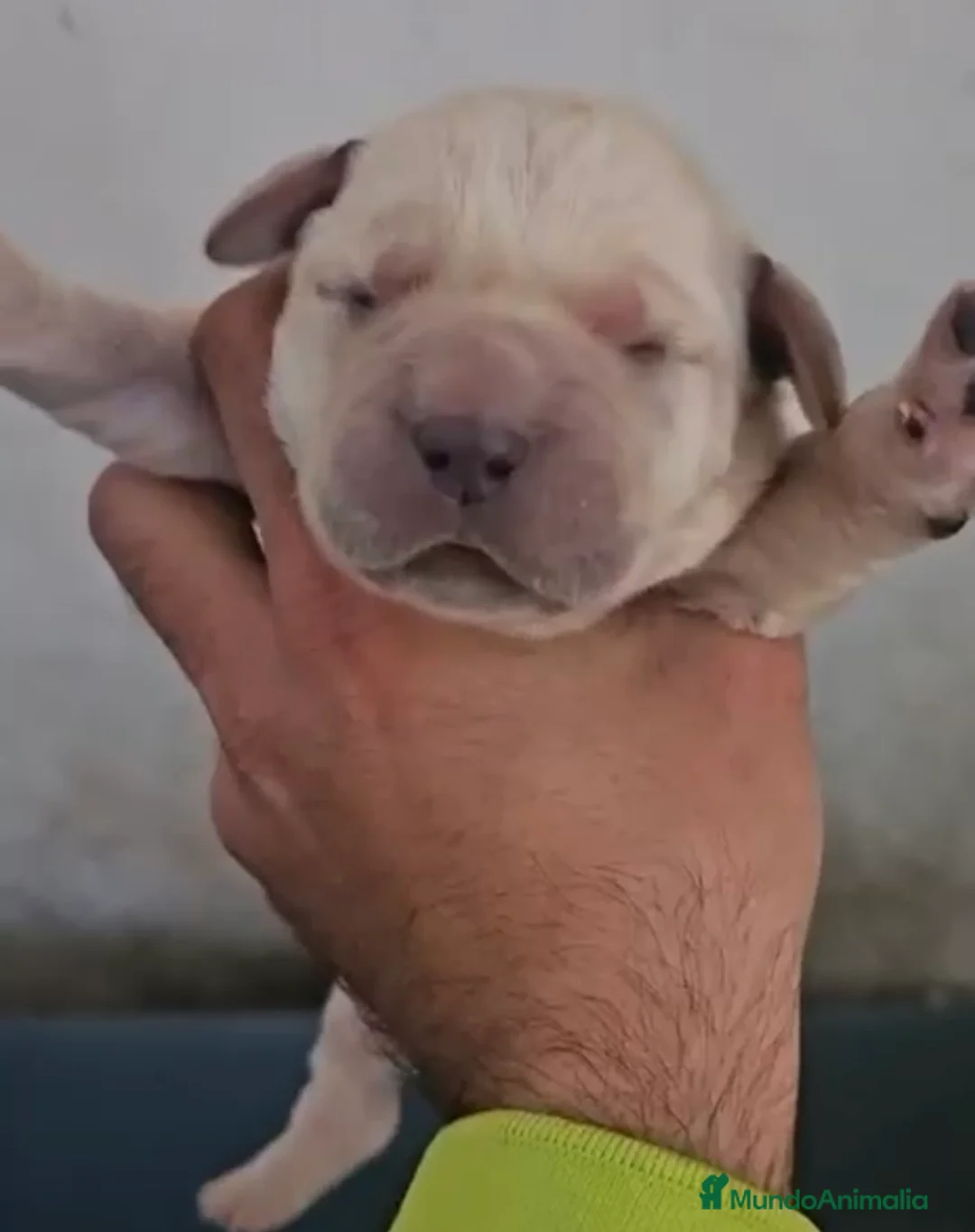 Labrador Retriever perros en venta: Labrador retriever,espectacular camada!! - Anuncio 1