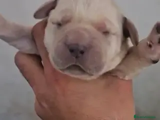 Labrador Retriever perros Labrador retriever,espectacular camada!! - Anuncio 1