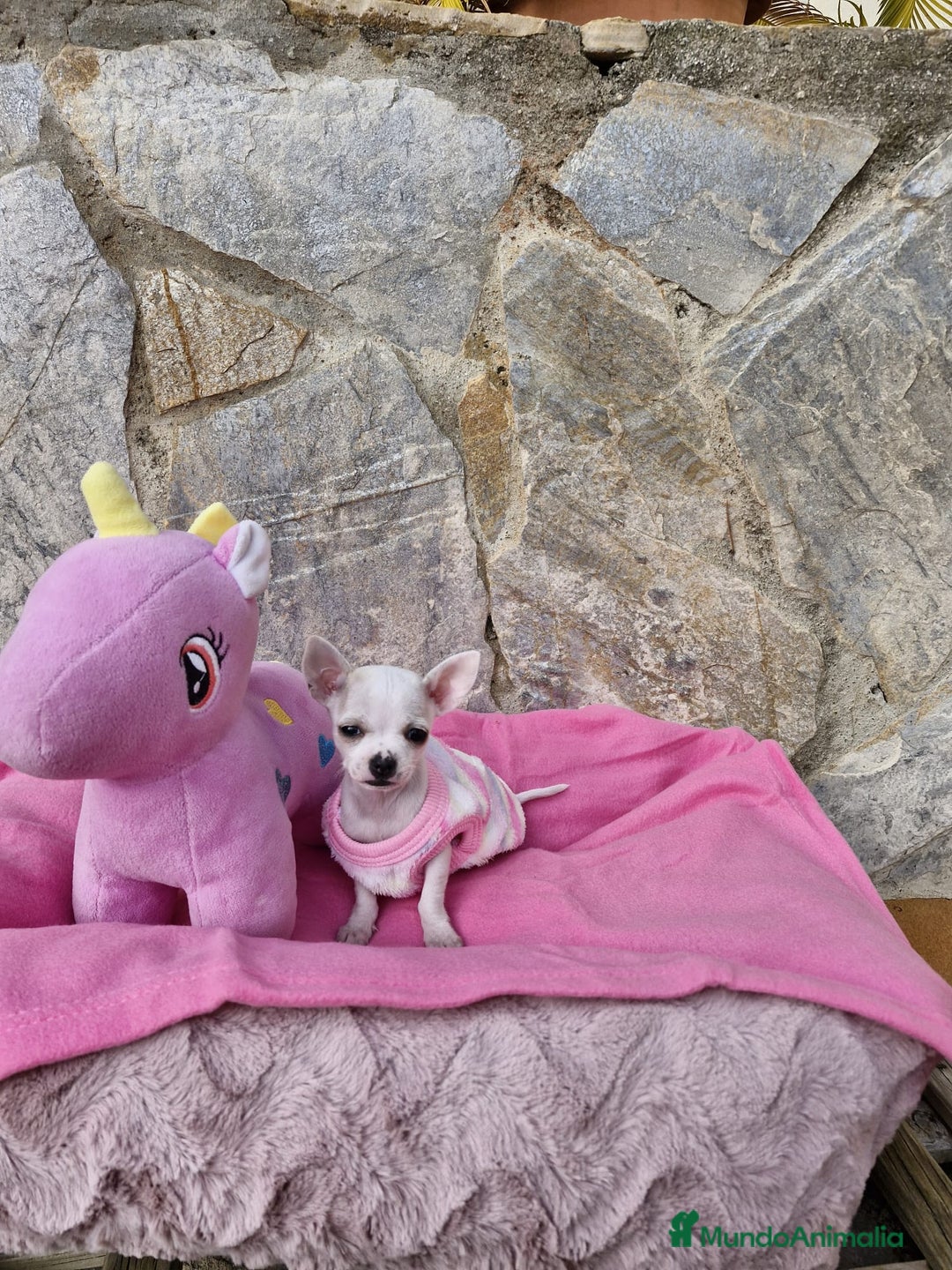 Chihuahua perros en venta: Chihuahua toy  - Anuncio 1