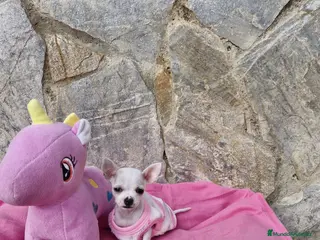 Chihuahua perros Chihuahua toy - Anuncio 17