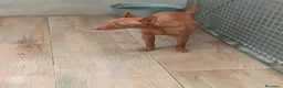 Podenco Andaluz perros en venta: Podenco andaluz  - Anuncio 5