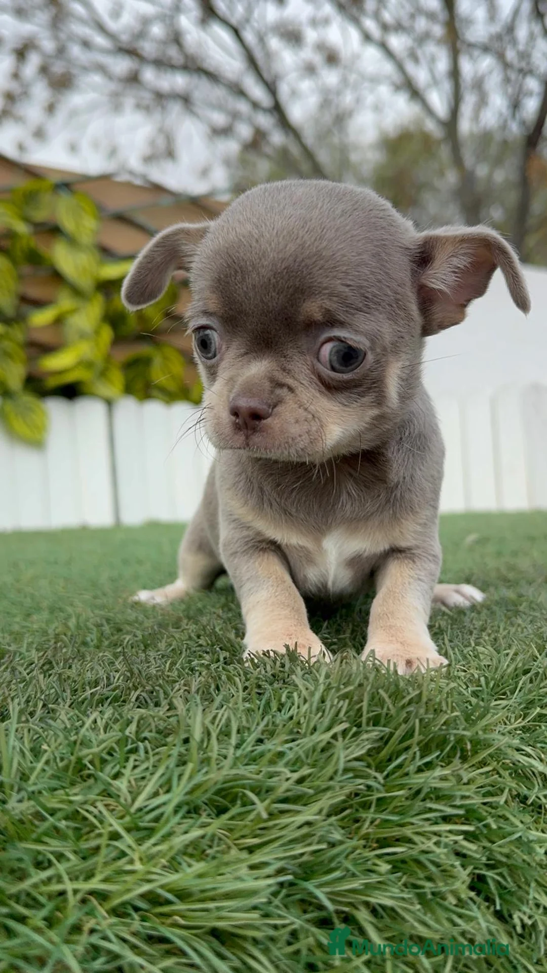 Chihuahua perros en venta: CHIHUAHUA LILAC AND TAN - Anuncio 2