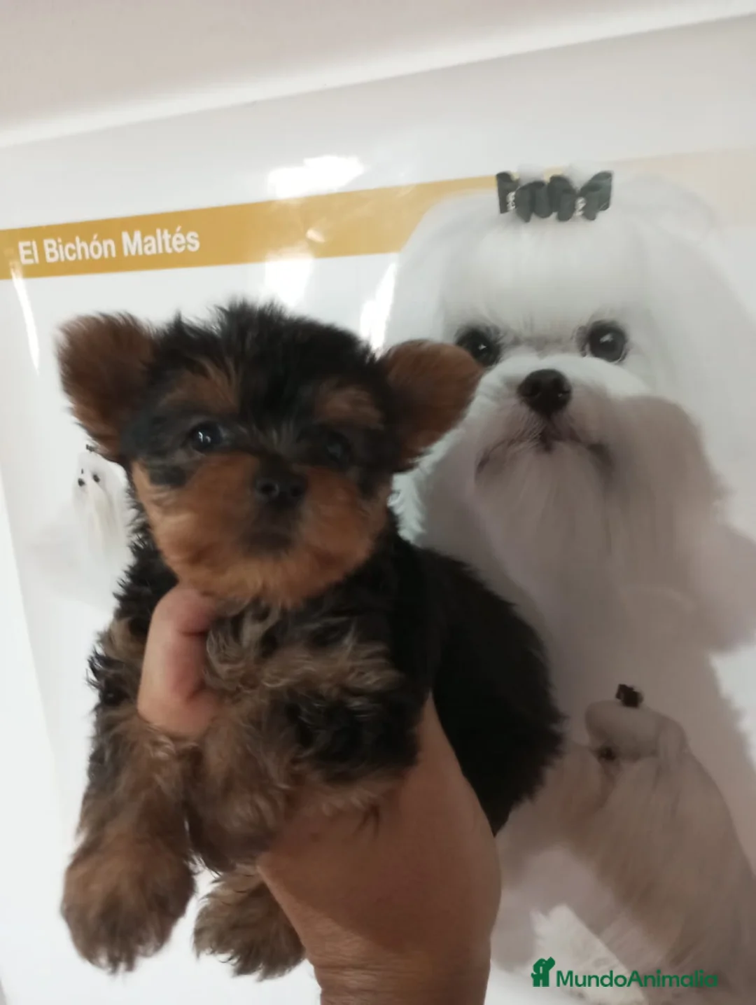 Yorkshire Terrier perros en venta: Yorkshire miniatura en Badajoz - Anuncio 4