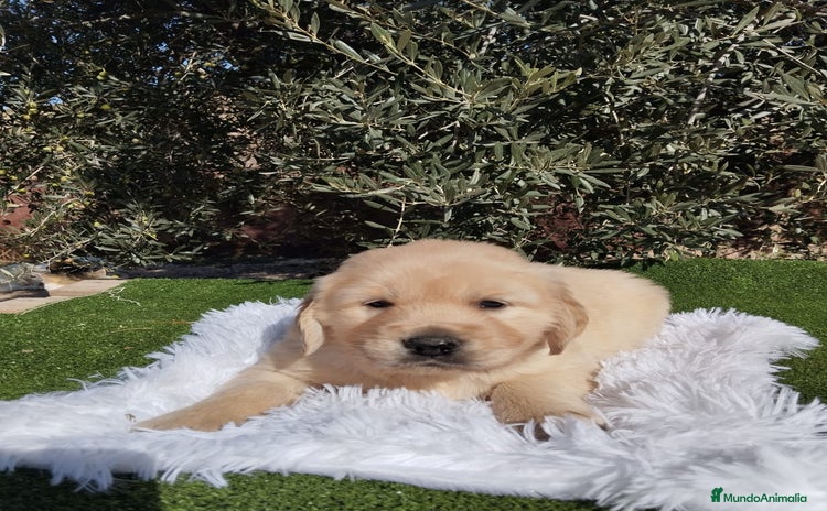 Golden Retriever perros - Anuncio 4