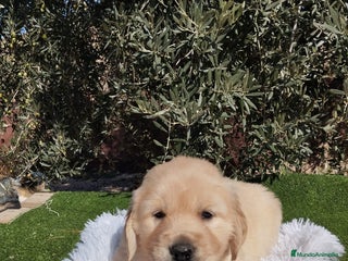 Golden Retriever perros - Anuncio 2