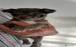 Chihuahua perros en venta: Chihuahua macho merle - Imagen 1