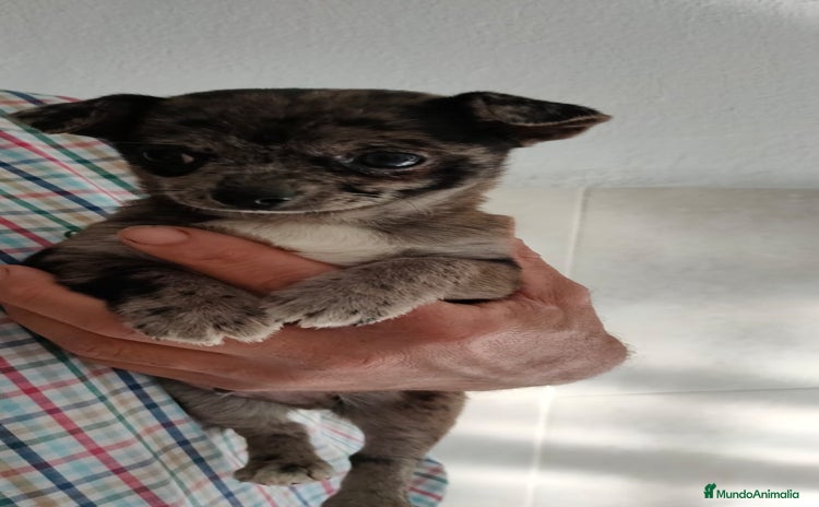 Chihuahua perros - Anuncio 2