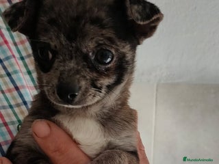 Chihuahua perros - Anuncio 2