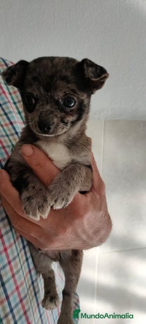 Chihuahua perros - Anuncio 3