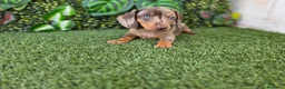 Teckel Miniatura perros en venta: TECKEL MINIATURA ARLEQUIN - Anuncio 3