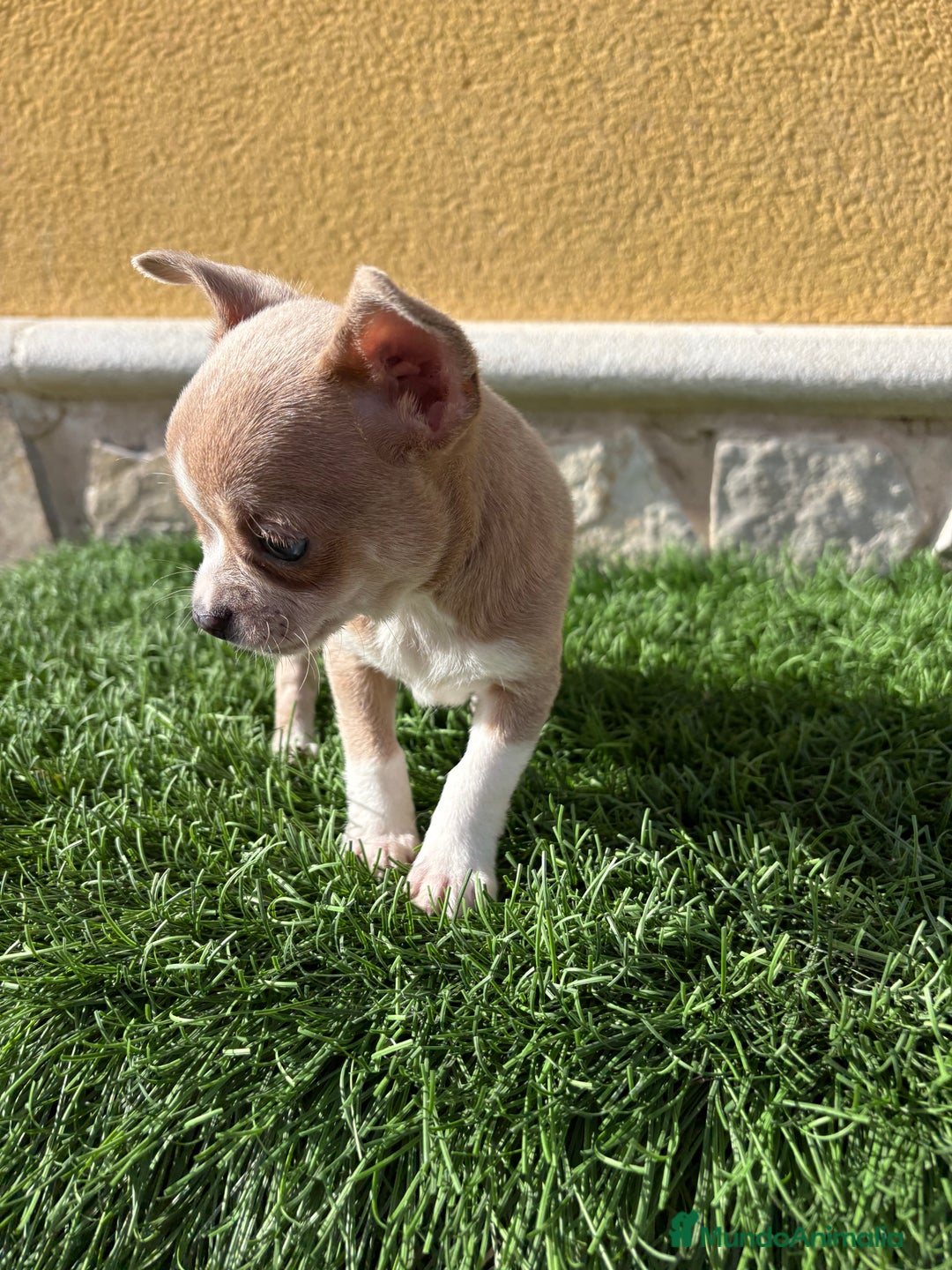 Chihuahua perros en venta: Chihuahua macho marrón blue ojos azules - Anuncio 2