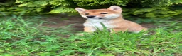 Shiba Inu perros en venta: Shiba Inu  - Anuncio 7