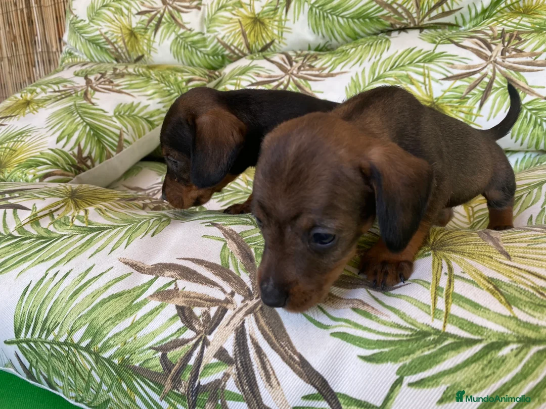 Teckel Miniatura perros en venta: Teckel miniatura. !!  en Ciudad Real - Anuncio 6