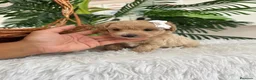 Maltipoo perros en venta: MALTIPOO MACHOS  - Anuncio 22
