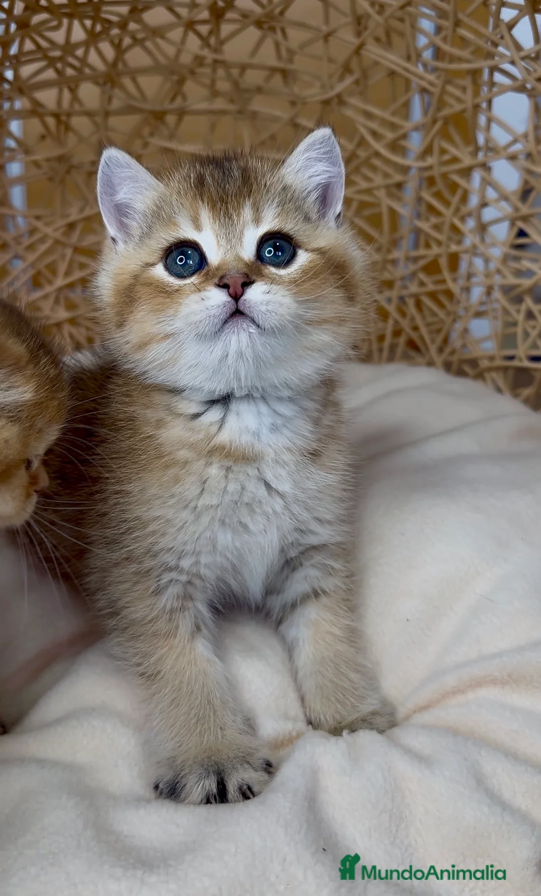 Británico de Pelo Corto gatos en venta: ✨ Últimos dos hermanitos disponibles ✨ - Anuncio 12