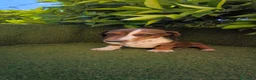 Teckel Miniatura perros en venta: teckel arlequin daple macho - Anuncio 4