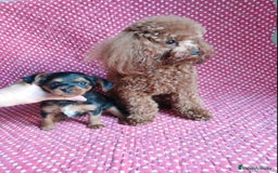 Caniche Toy perros en venta: YORKIE-POO TOY HEMBRA - Imagen 2