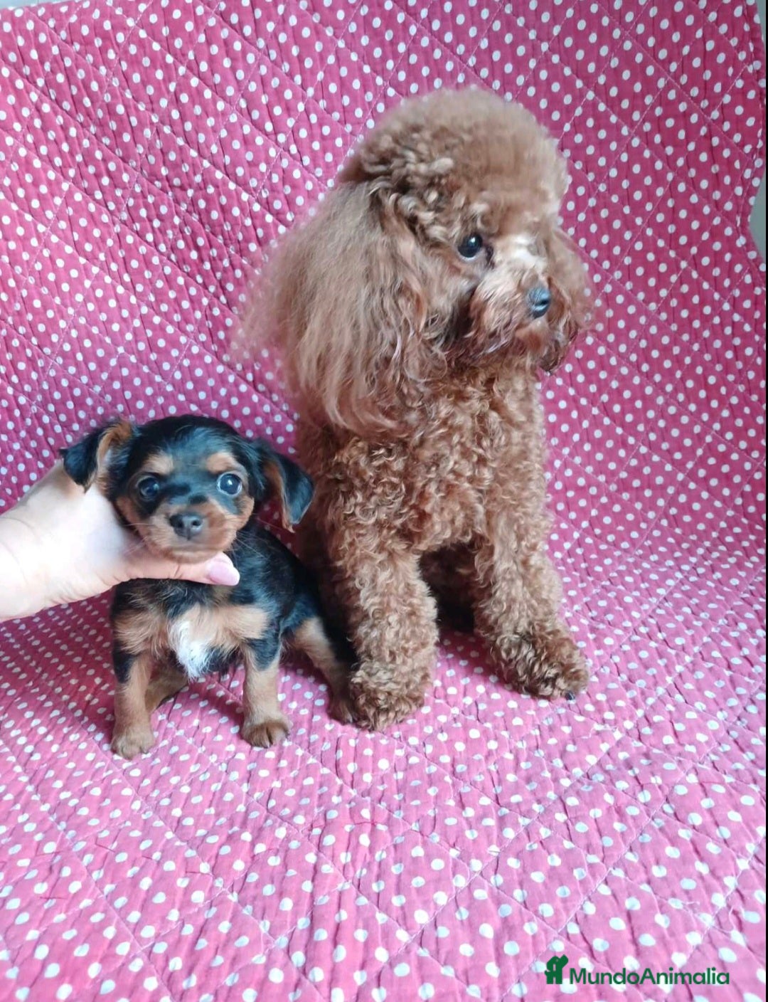 Caniche Toy perros en venta: YORKIE-POO TOY HEMBRA - Imagen 2