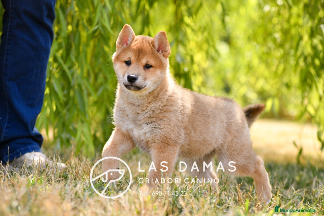 Shiba Inu perros en venta: SHIBA INU DISPONIBLES - Imagen 4