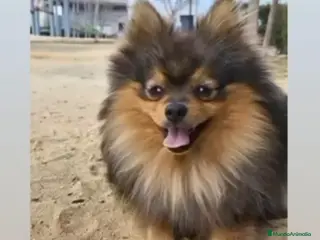 Pomerania perros Hembras de Pomeranias - Anuncio 15